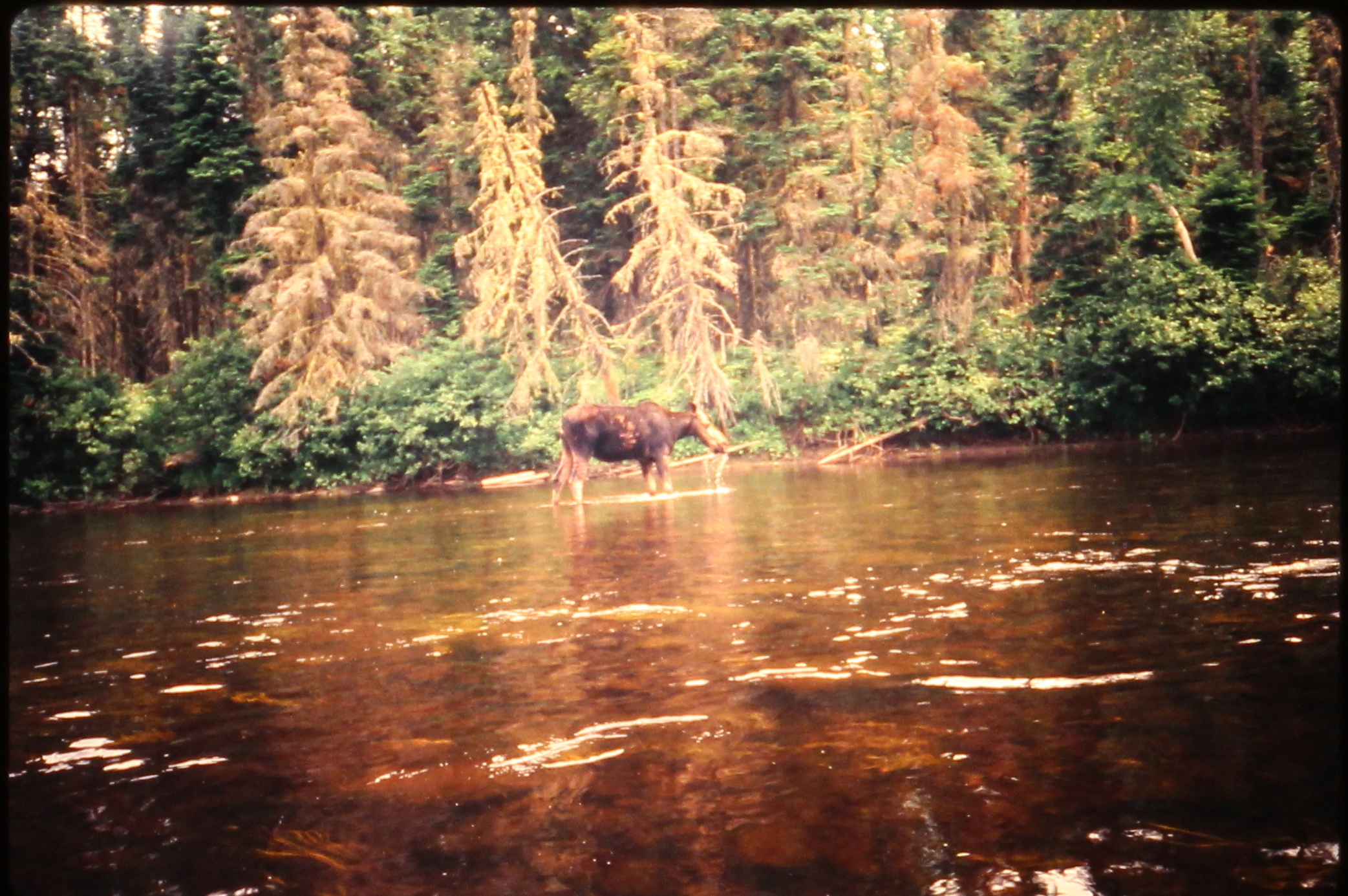 19890900.10 - USA ME xx xx PRiver - xx - Paddling Past Moose on the River - MB01T01B09S10.JPG